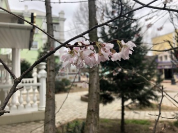 Весна пришла: в Керчи зацвели деревья
