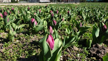 Никитский ботанический сад покажет 200 сортов тюльпанов