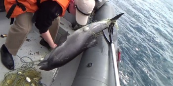В Крыму летом появится «скорая» для выбрасывающихся на берег дельфинов