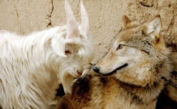 Новости » Общество: Волки задрали в Крыму стадо коз