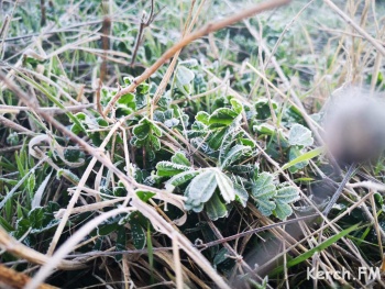 Новости » Общество: Зима шлет свои «приветы» керчанам заморозками на почве