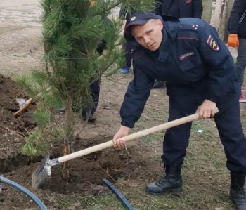 Новости » Общество: Полицейские высадили сосны в поселке Багерово