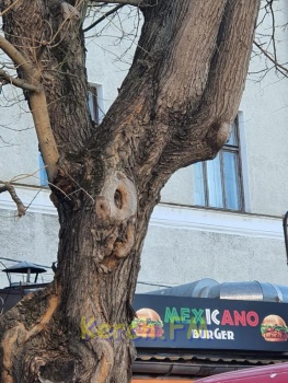 Ты репортер: Дерево в Керчи будет жить: камеры наружного наблюдения с него сняли