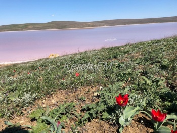 Новости » Общество: Краснокнижные тюльпаны Шренка зацвели на Опуке