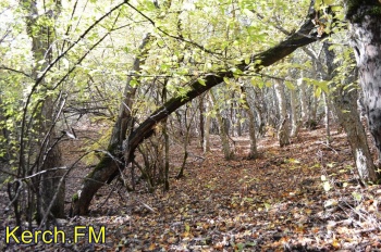 Новости » Общество: Ограничения на посещение лесов в Крыму продлили еще  на 21 день