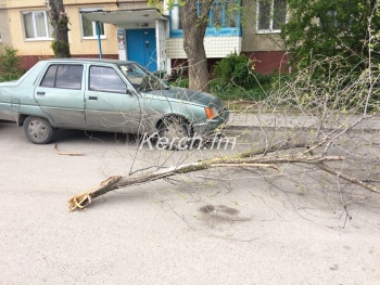 В Керчи на Ворошилова ветка с дерева упала на дорогу