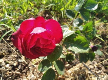 Розы сорта «Аджимушкай» впервые зацвели в Керчи