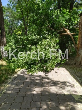Новости » Криминал и ЧП: На пешеходную дорожку в Керчи упало дерево