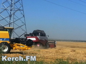 Крымские аграрии начнут сбор зерновых в середине июня