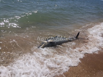 Новости » Экология: Мертвого дельфина выбросило на пляж на Аршинцевской косе