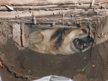 Новости » Криминал и ЧП: В Крыму спасли собаку, которая застряла в трубе ливневки