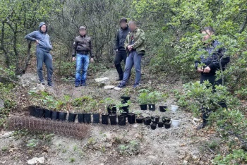 Новости » Криминал и ЧП: Крымчане устроили наркоплантацию в лесу