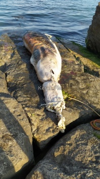 Новости » Общество: На пляже в районе Семи ветров разлагается мертвый дельфин