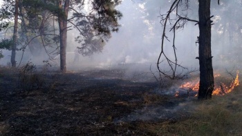 Новости » Криминал и ЧП: На территории керченского лесничества был пожар