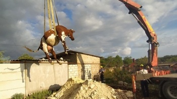 Новости » Общество: Аттракцион для коровы: спасатели доставали животное из помойной ямы с помощью автокрана