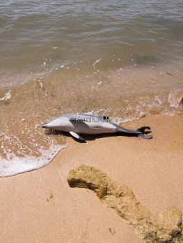 Новости » Экология: Керчане продолжают находить погибших дельфинов на берегу