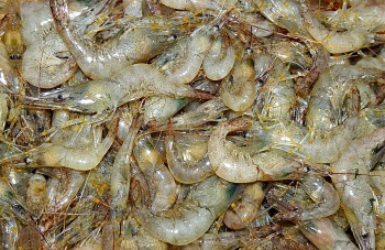 Новости » Общество: В Азовском море  с 1 июля вводится  запрет на лов креветок