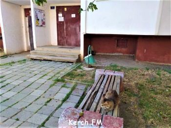 Ты репортер: Жильцы керченской многоэтажки наказали кошку, так как она «бессовестная»