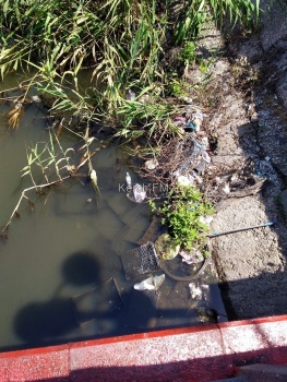 Из-за мусора в речке в центре Керчи гибнут черепахи, - читатели