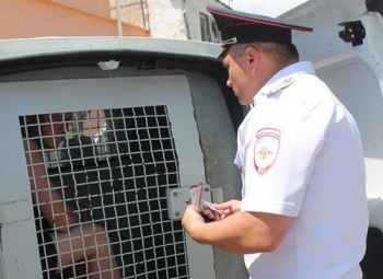 Новости » Криминал и ЧП: Буйный велосипедист плюнул в водителя и напал на полицейского в Крыму