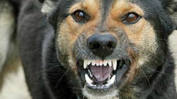 Новости » Криминал и ЧП: Случай бешенства домашней собаки зарегистрирован в Крыму