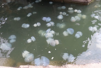 Новости » Общество: В Керчи нашествие медуз у морвокзала