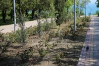 Администрацию Керчи через суд обязали провести инвентаризацию зеленых насаждений