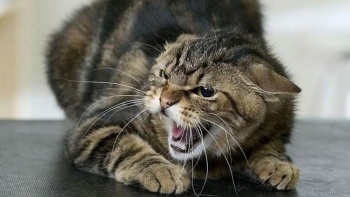 Новости » Общество: В Крыму зарегистрировали очередной случай бешенства кошки