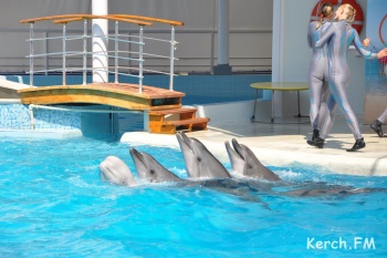 Крымские дельфины получат генетические паспорта