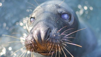 Стала известна судьба тюленя из крымского зоопарка