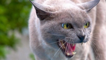 Новости » Общество: В Крыму зарегистрировали случай бешенства кошки