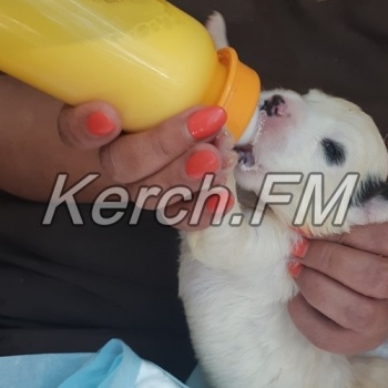 Новости » Общество: В Керчи нашли дом для пятерых щенят, которых выбросили умирать в пакете
