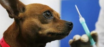 Новости » Общество: Владельцам домашних животных сообщили, где в октябре будут прививать от бешенства