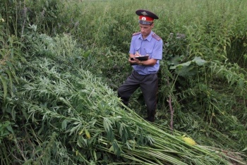Крымчане в «Жигулях» хранили около 50 кг конопли