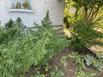Полицейские нашли наркоплантацию  конопли на земельном участке крымчанина