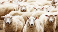 В Крыму задержали серийного вора овец и баранов