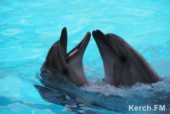 Новости » Общество: Скорую помощь для дельфинов в Крыму впервые задействуют весной 2021 года