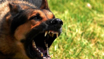 Случай бешенства домашней собаки зарегистрирован в Феодосии