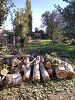 Порубочный билет на уничтожение деревьев по Кирова,99 в Керчи не давали