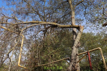 Новости » Криминал и ЧП » Общество: На Казакова в Керчи сухое дерево упало на газовую трубу