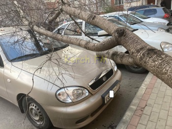 В Керчи во дворе многоэтажки упало дерево