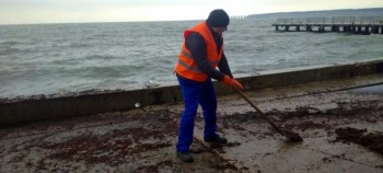 Новости » Общество: Водоросли и листья убирают в Керчи после непогоды