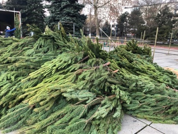 Новости » Общество: Елочные базары начали работу в Керчи