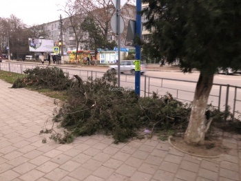 Новости » Общество: Керчане просят убрать ветки, которые спилили и бросили