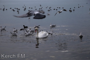 Новости » Общество: На побережьях Керчи искали трупы птиц