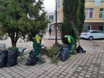 Новости » Общество: Керченский зеленхоз привел в порядок наклонившиеся по Циолковского кипарисы