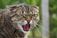 В крымском поселке зарегистрировали случай бешенства домашней кошки