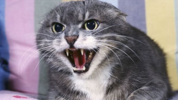 Новости » Общество: Случай бешенства домашней кошки зарегистрирован в Крыму
