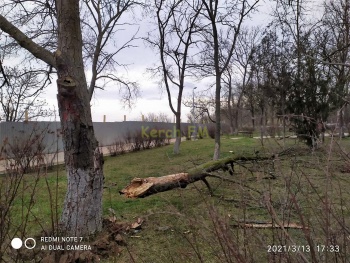 Новости » Общество: Вовремя неспиленное дерево в Молодежном парке Керчи все же упало