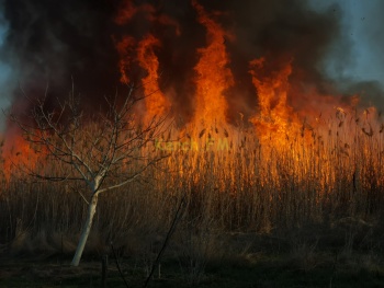 В Керчи загорелся сухостой рядом с жилыми домами